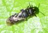 Hylaeus sp.